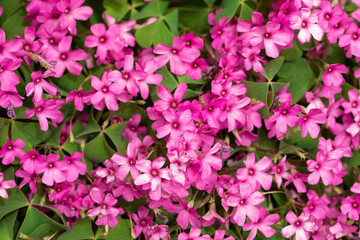 Oxalis rosea sfondo di fiori fucsia a 5 petali
