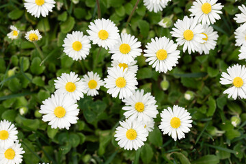 white daisy flowers in a green field during summer