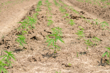 Young industrial hemp plant growing in farm for CBD oil and hemp seed oil extract