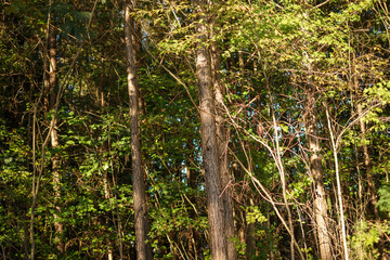 Fototapeta premium woods in Dallas GA