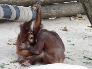 Monkeys tickling each other 