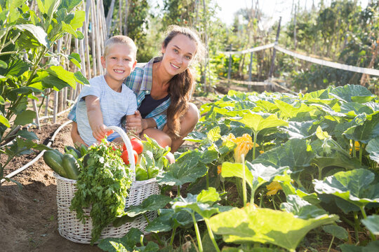 Little son helps mom to harvest vegetables. High quality photo
