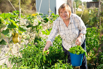 Naklejka na ściany i meble Elderly female gardener controlling growing process of green pepper in vegetable garden