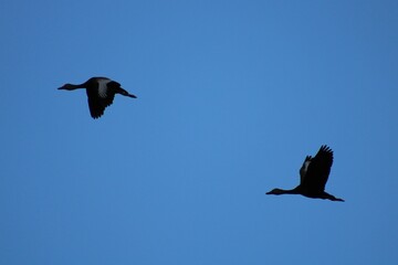 Birds in flight staying with each other against a clear blue sky