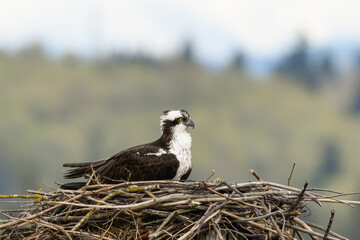 An Osprey sits on a large stick nest at the start of nesting season