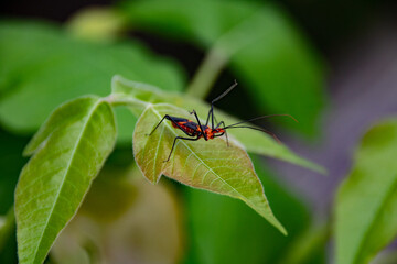 Bug on a leaf