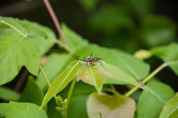 bug on leaf