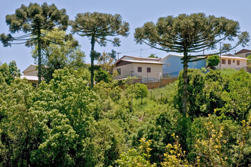 Araucaria angustifolia, the Paraná pine or candelabra tree, critically endangered species in the conifer genus Araucaria. Due being eating its seeds, its propagation is being reduced. Canela, RS, 2016