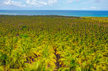 Coconut trees in Gunga's Beach Belvedere. All the coconut harvest is sold to a factory of coconut milk. Gunga Beach - Alagoas State - Brazil. January 2017