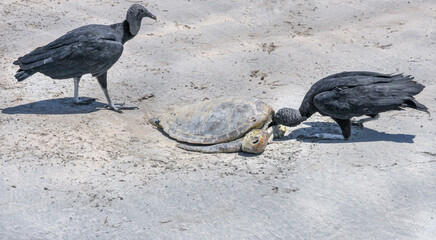 Sea turtle carcass being eaten by vultures. Angra de Ipioca Beach, Alagoas, Brazil, Jan 2015