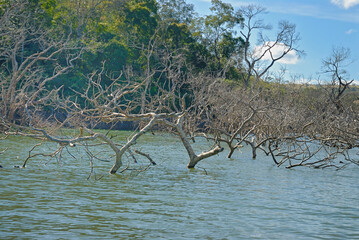 Immersed trees after the flooding of the reservoir of the Corumbá IV hydroelectric power station,...