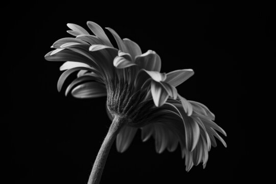 ガーベラ Images Browse 11 991 Stock Photos Vectors And Video Adobe Stock