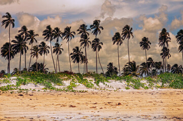 Pajuçara beach and its coconuts trees. This beach has calm and clear waters thanks to the reefs,...