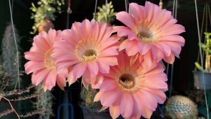 Beautiful Cactus With Pink Flowers