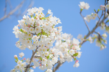 青空を背景に桜の花をクローズアップ	