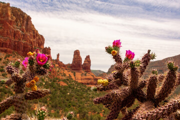 Sedona Cactus Flowers Foreground Red Rocks Background IF