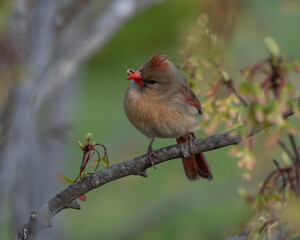 Female cardinal with deformed beak
