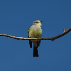 A beautiful bird on a small branch to the blue sky