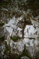 green moss on the stone