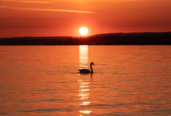 landscape with the silhouette of a swan on the lake at sunset