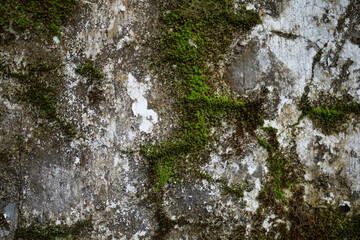 moss on the stone