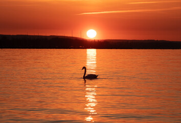 a swan on the lake at sunset