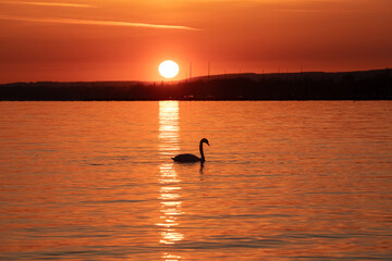 a swan on the lake at sunset