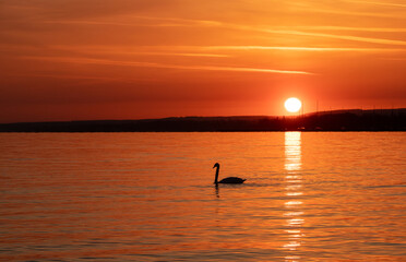 the silhouette of a swan on the lake at sunrise