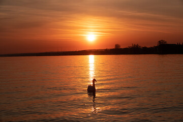 Landscape with a beautiful sunset on Balaton lake  - Hungary