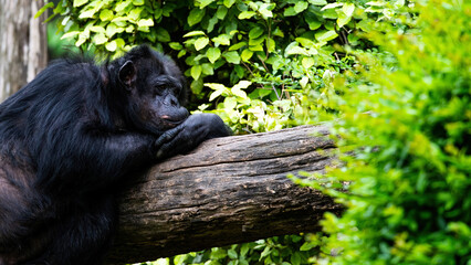 portrait of a chimpanzee 