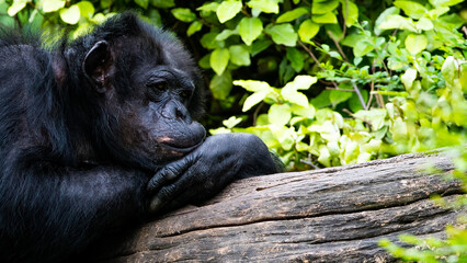 A chimpanzee resting on a log 