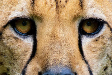 Close up of a cheetah 