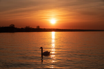 the silhouette of a swan on the lake at sunrise