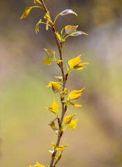 a close-up with a poplar branch with raw leaves