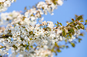 a branch with cherry blossoms
