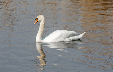 A close-up with a white swan on the water