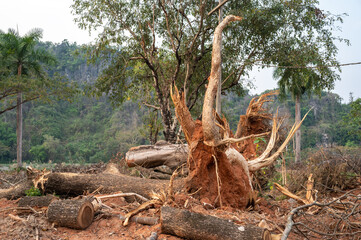 Huge fallen tree with debris aftermath of a hurricane or tornado attack.