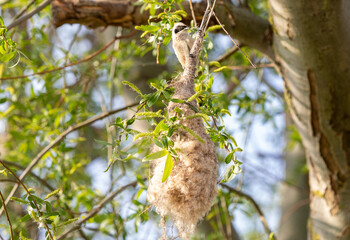 a close-up with a bird's nest Remiz pendulinus