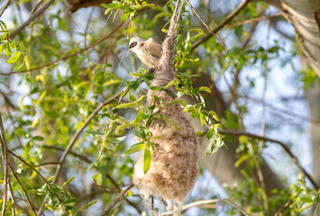 a Remiz pendulinus bird's nest hanging from branches