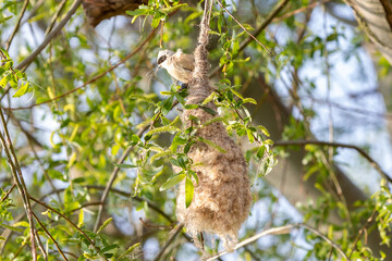 a close-up of a Remiz pendulinus bird's nest in a tree