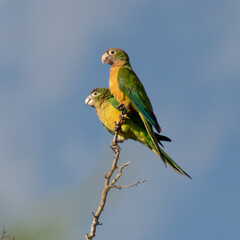 Parakeets on top of a tree over the blue sky of Brazil