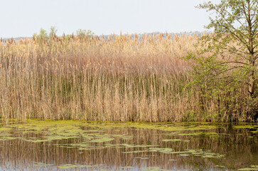Landscape from the Small Balaton Lake area - Hungary