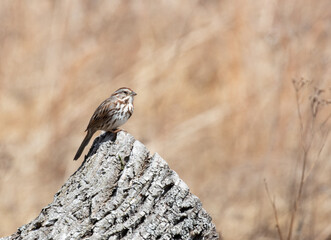 A Song Sparrow (Melospiza melodia)  on a stump in springtime