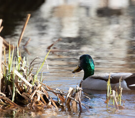 Obraz premium A male Mallard (Anas platyrhynchos) on a river in springtime 