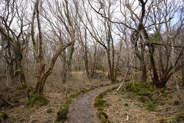 Fototapeta na wymiar dreary winter forest with pathway