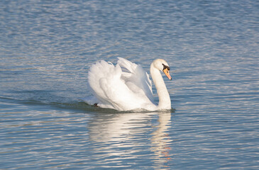 a close-up with a white swan on the lake