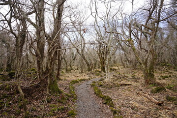 dreary winter forest with pathway