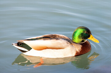 a close-up with a wild duck on the lake