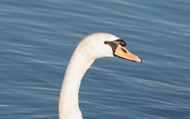 a close-up with a head and neck of a white swan