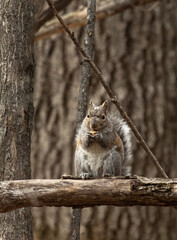 A  red squirrel enjoying a snack in the forest